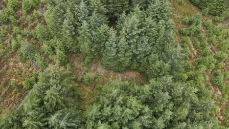 drone shot of a forest farm