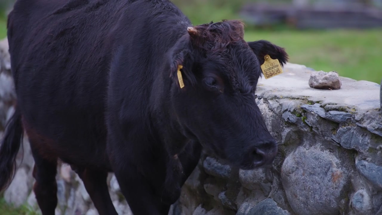 Sapi hitam berjalan di samping pagar batu