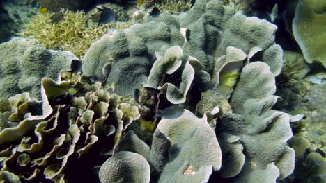 arrecife de coral submarino con peces tropicales