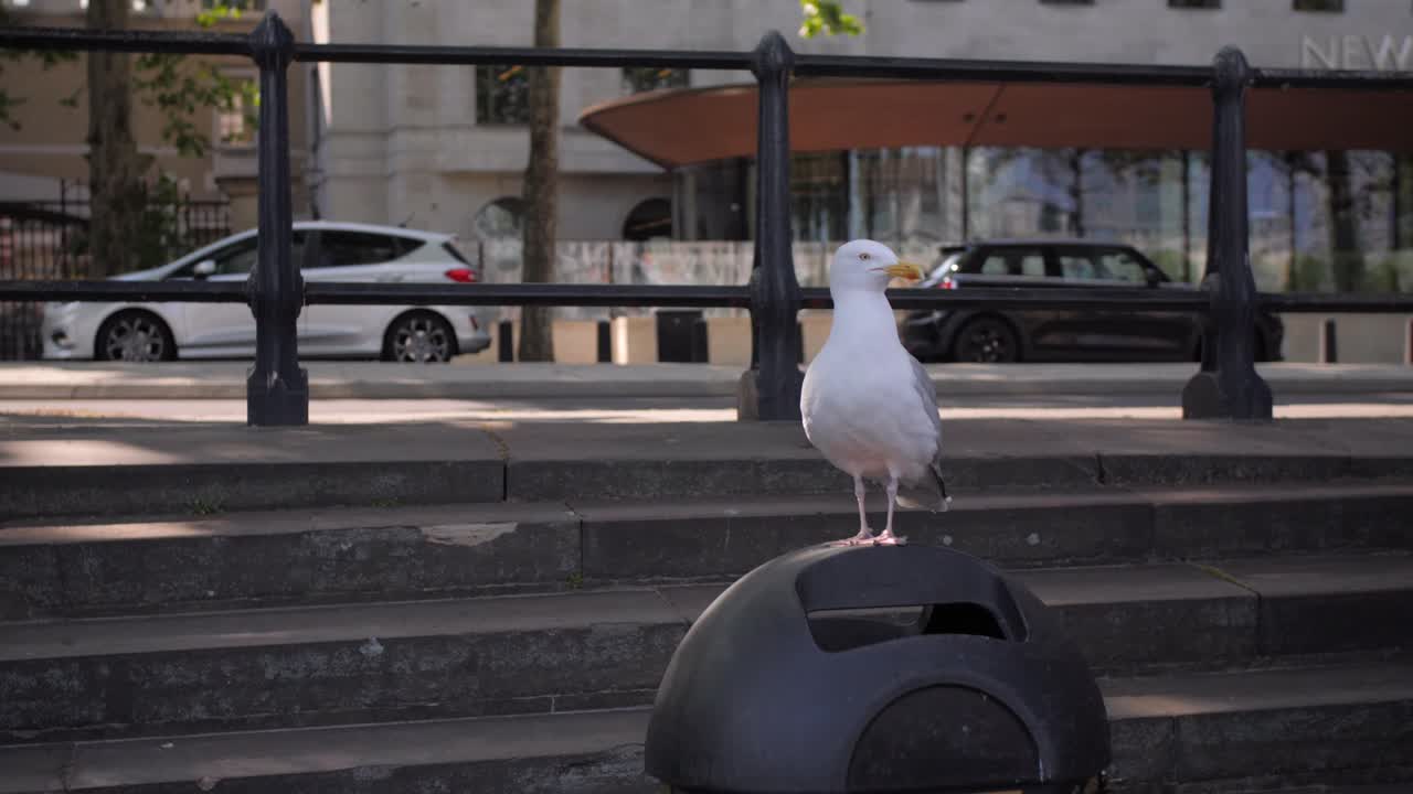 Sea Gull seating on a bin in London