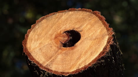 Cut tree section - falled forest 12