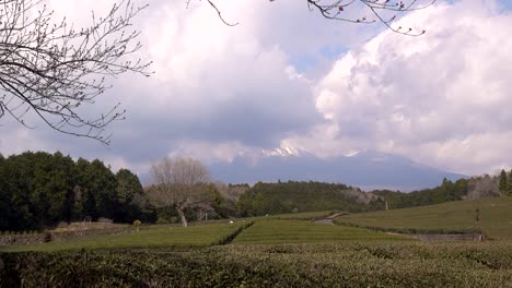 Día-Nublado-En-Los-Campos-De-Té-De-Obuchi-Sasaba-En-La-Prefectura-De-Shizuoka-Japón