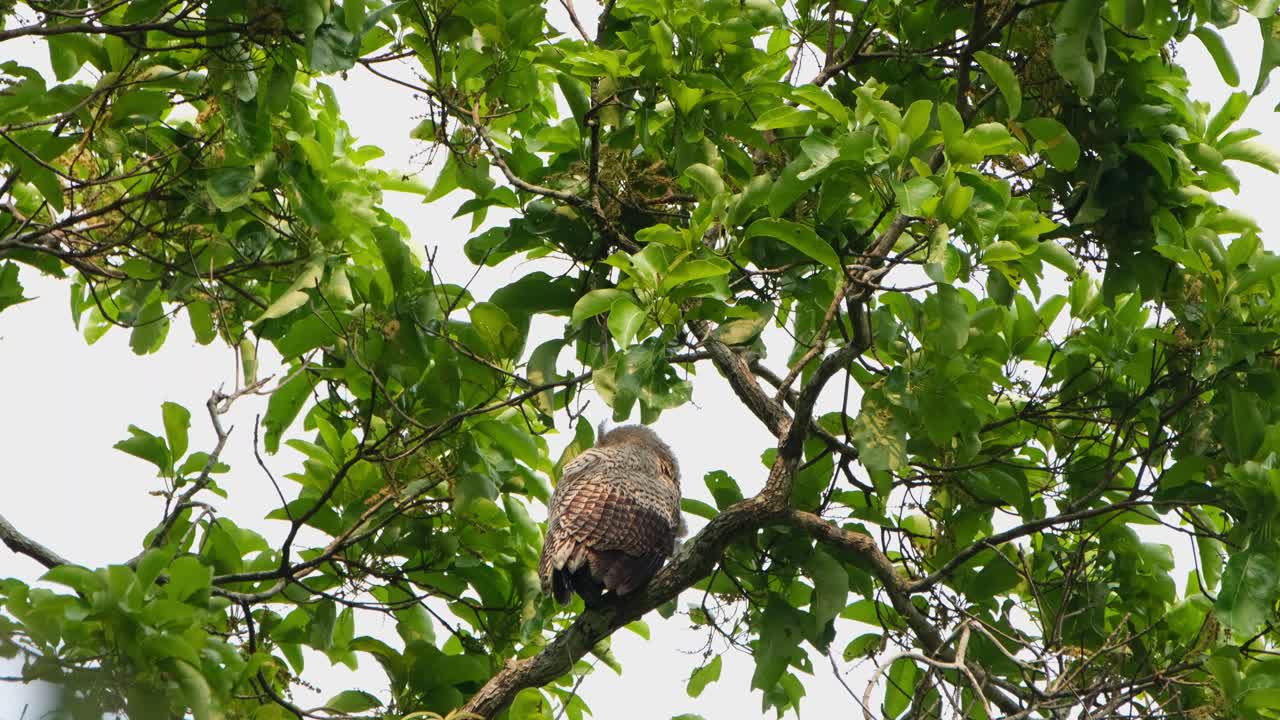 visto desde atrás luchando contra el viento y luego gira a la izquierda para acicalarse el ala y las plumas, bubo nipalensis, búho real de vientre manchado, parque nacional kaeng krachan, tailandia