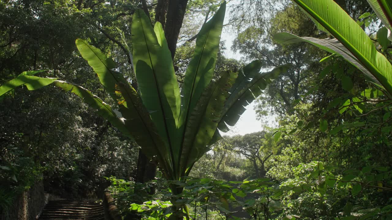 Zoom out shot of a big palm tree being moved by the wind at a jungle in Mexico