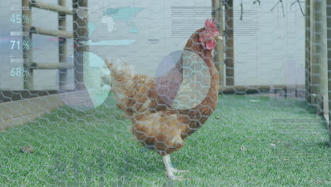 animación del procesamiento de datos financieros sobre pollo