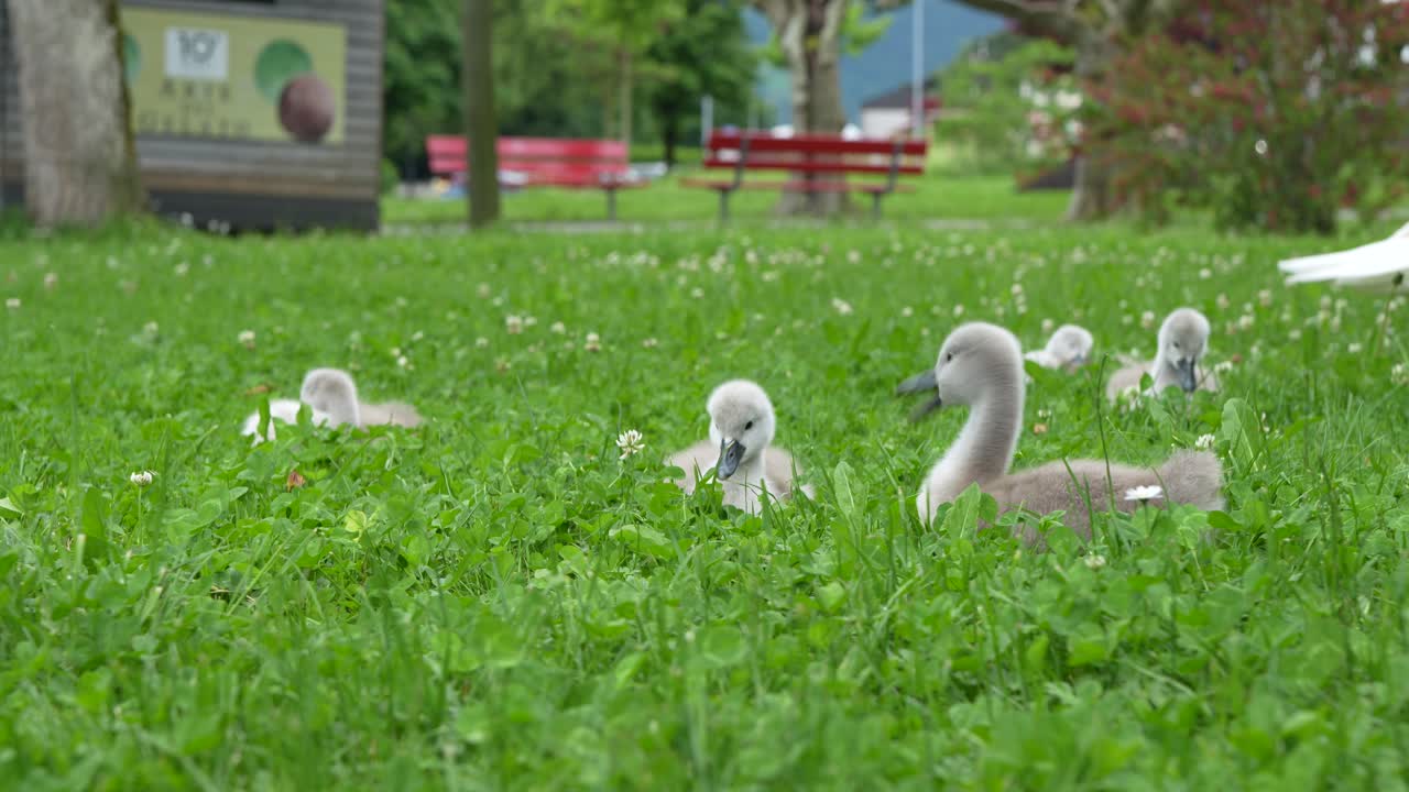 Baby swans forage among green clover in Walenstadt near Walensee Switzerland during summer