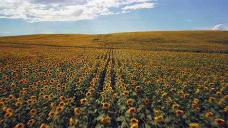 Atemberaubende-Schönheit-Eines-Sonnenblumenfeldes-Aus-Einer-Einzigartigen-Perspektive-Mit-Unseren-Atemberaubenden-Drohnenaufnahmen