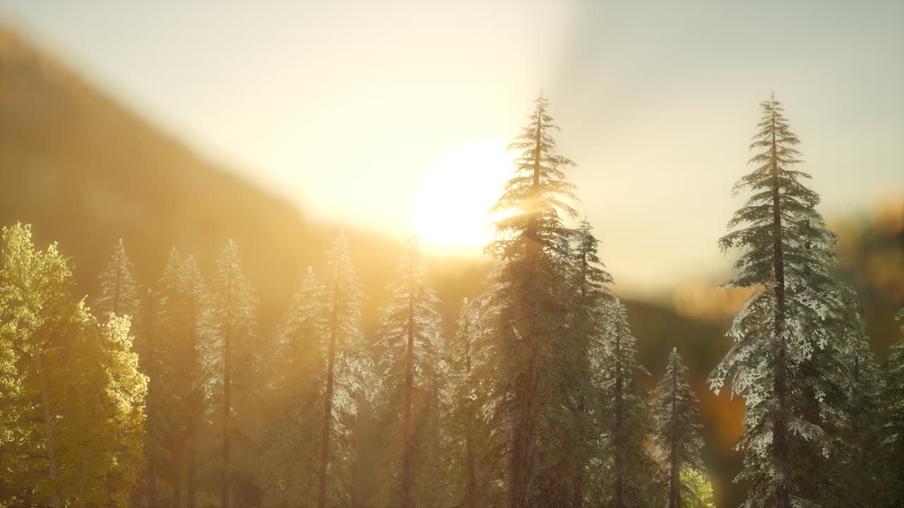 따뜻한  ⁇ 빛으로 해가 뜨면 소나무 숲