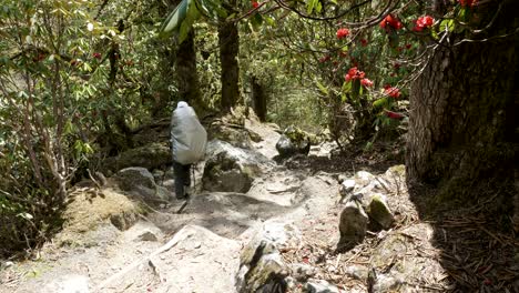 girl walking in mysterious forest among the mountains of nepal.