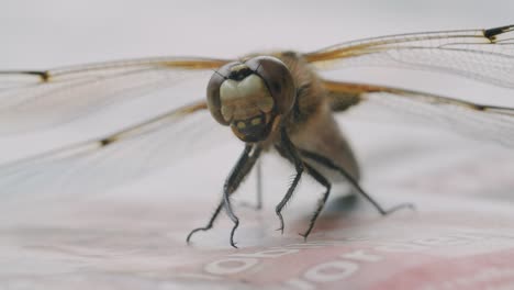 Full-shot-of-a-two-spotted-dragonfly-sitting-on-a-table