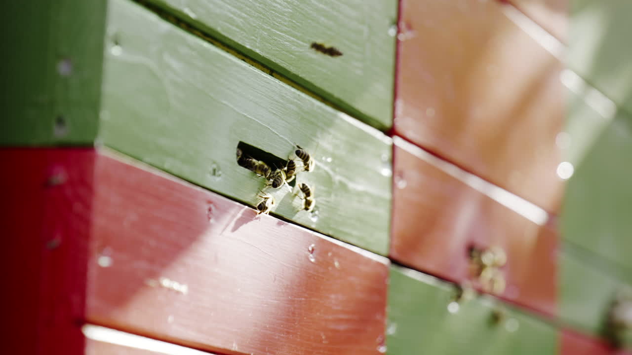 Bees at Work in a Colorful Beehive