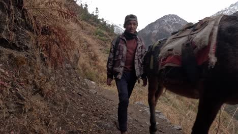 donkeys on a mountain trail