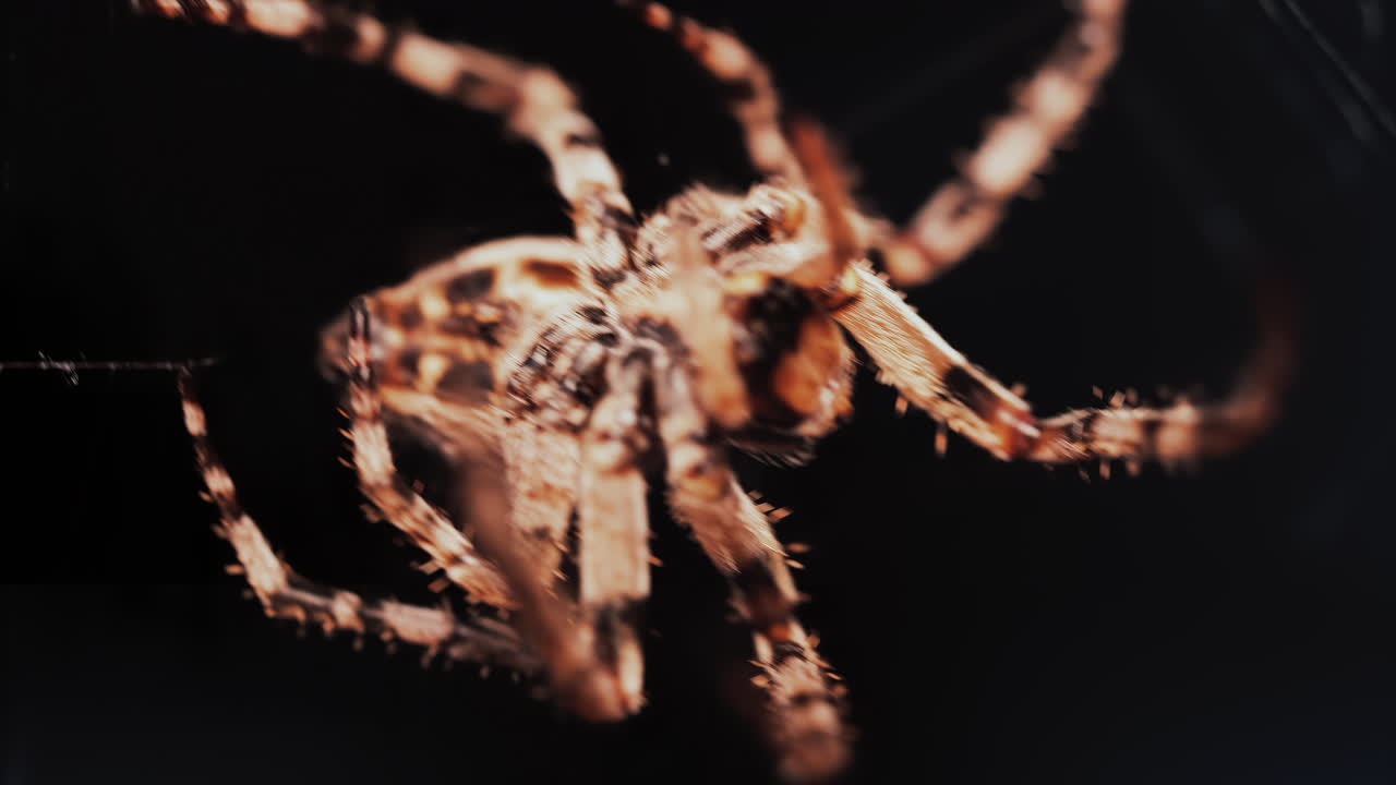 Close up of a spider sitting in its web, showing intricate details of its body and fine silk threads