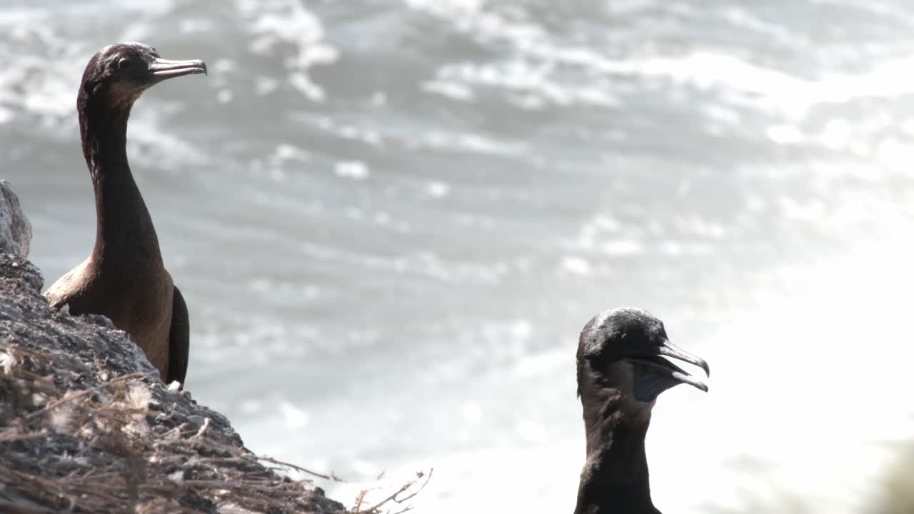 dos cormoranes secándose en una roca en un cálido día soleado en la costa de california, disparo de cerca