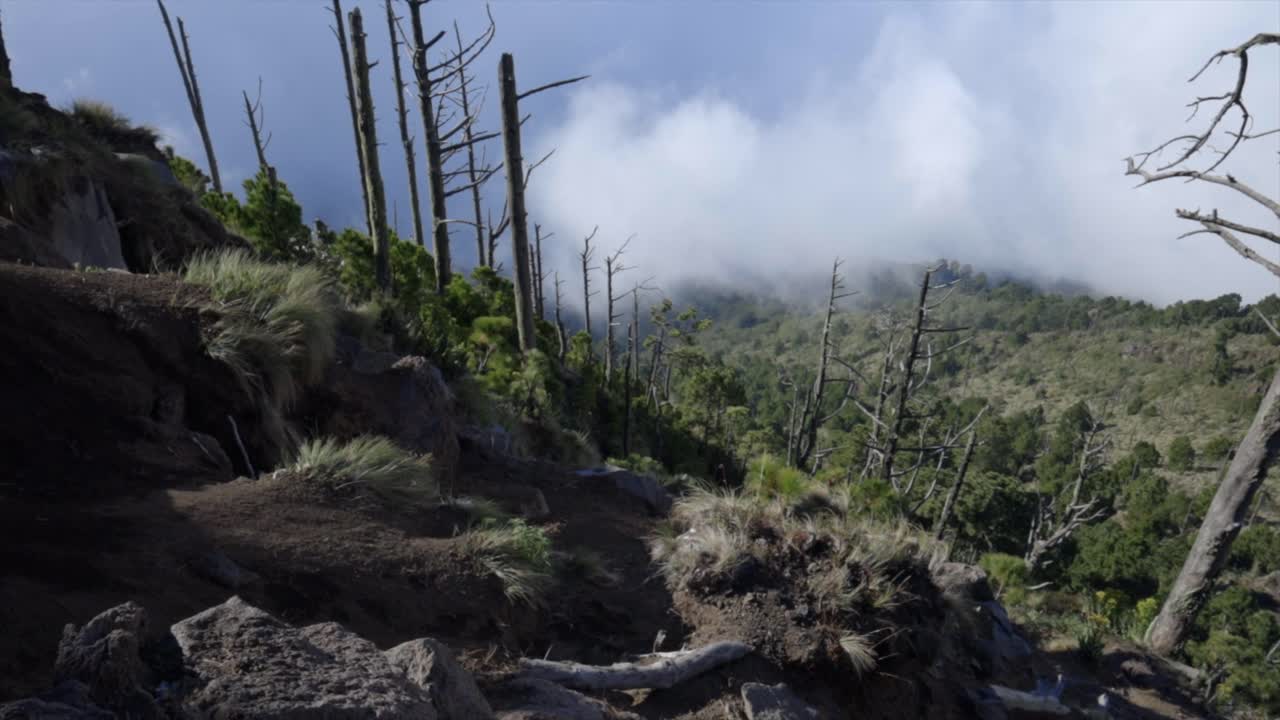 Volcano Fuego Guatemala, landscape of dead trees, plume ash clouds from active stratovolcano Central America
