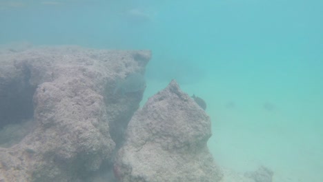 Explorando-Un-Mundo-De-Peces-Tropicales-En-El-Parque-Estatal-De-La-Bahía-De-Hanauma,-El-Principal-Destino-De-Esnórquel-Y-Atracción-Turística-De-Oahu