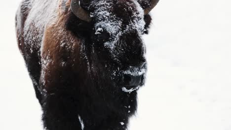 bisonte de búfalo en el invierno en montana