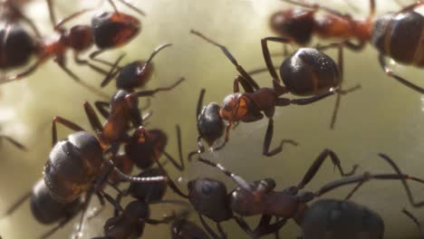 macro cierre de hormigas alimentándose, concepto de trabajo en equipo de colonias de hormigas, primer plano
