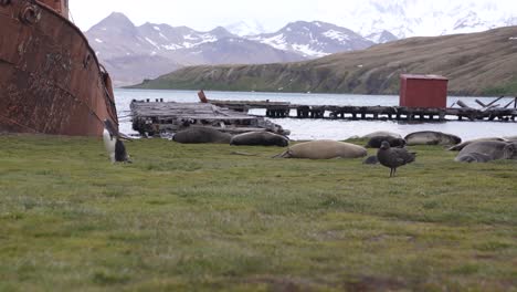 Penguin,-Seals-and-Bird-by-Rustic-Boat-in-Abandoned-Grytviken-Whaling-Station,-South-Georgia-Island