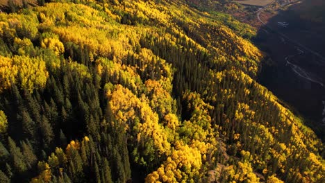 Fairytale-Autumn-Landscape,-Aerial-View-of-Yellow-Aspen-and-Green-Conifer-Trees-Foliage-in-Countryside-Forest-of-Colorado-USA