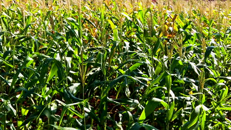 Maizal-Verde,-Agricultura-De-Maíz,-Naturaleza-Verde,-Cámara-Lenta