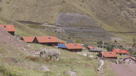 alpacas grazing around the remote quechuan community of kelkanka located high in the peruvian andes