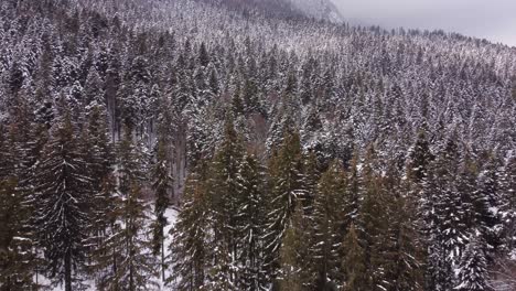 Aerial-Footage-Of-Pine-Trees-Covered-With-Snow