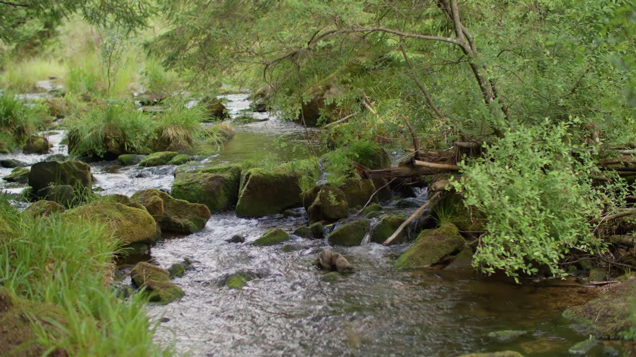 A beautiful, tranquil stream flowing through a lush, green forest