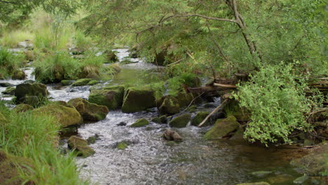 a beautiful, tranquil stream flowing through a lush, green forest