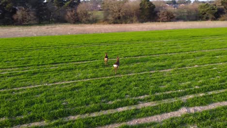 Dos-Corzos-Corriendo-En-Un-Prado-De-Primavera-Temprano-En-La-Mañana