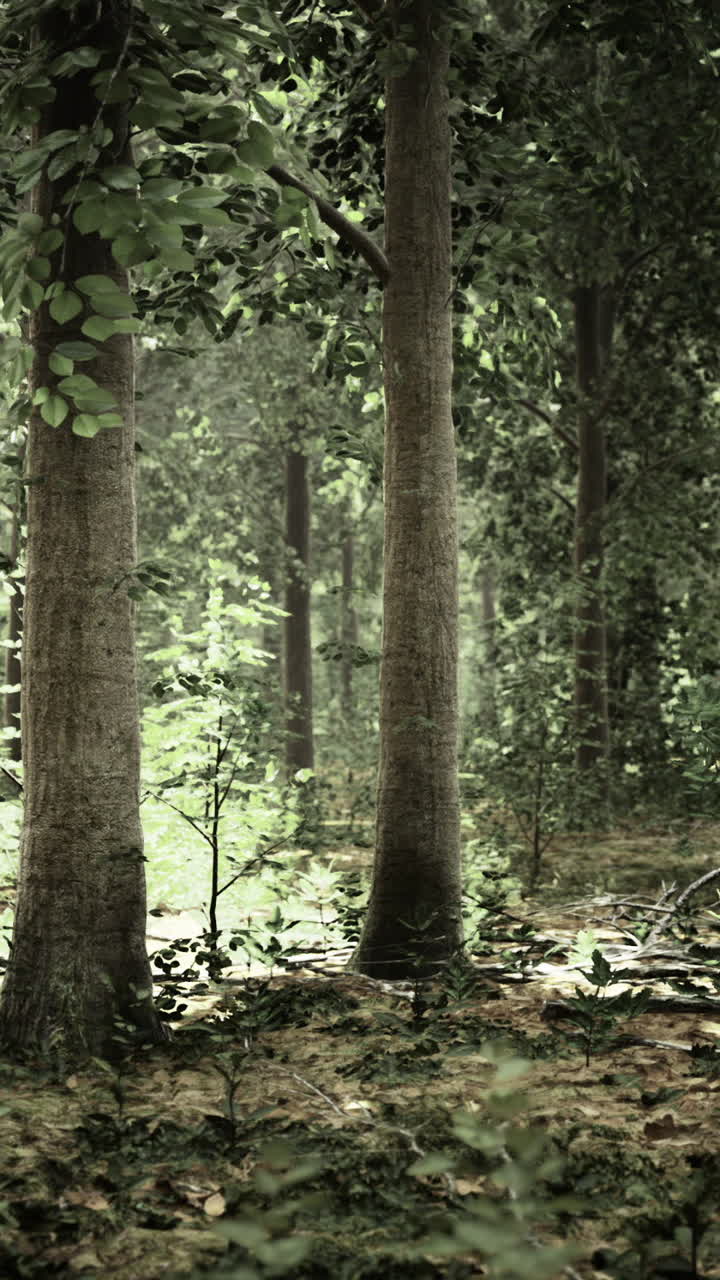 Mysterious forest glade inviting exploration and adventure at golden hour