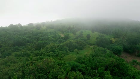 Vista-Aérea-Hacia-Adelante-A-Través-De-La-Niebla:-Vista-Del-Bosque-Verde