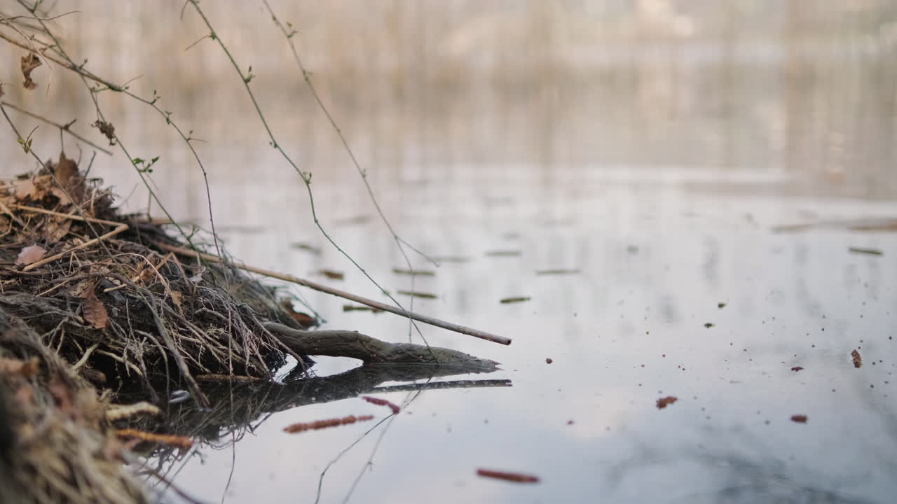 늦은 겨울 아침 잔잔한 물 근처에 나뭇가지와 마른 잎이 있는 연못 은행 - 정적 샷