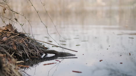 pond bank with scrub branches and dry leaves near calm water on a late winter morning - static shot