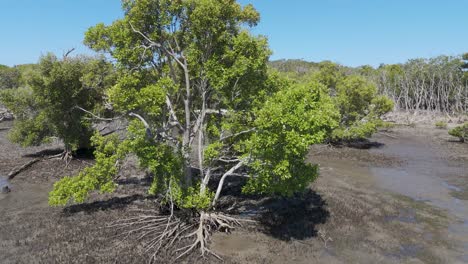 aerial view of mangroves and tidal landscape