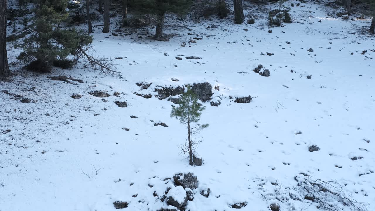 joven caminando en el bosque nevado