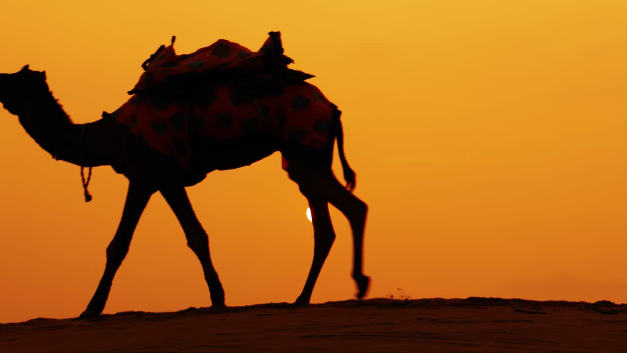 cameleros, conductores de camellos al atardecer. el desierto de thar al atardecer jaisalmer, rajasthan, india.