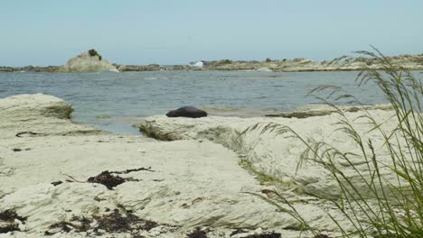 aqua yoga: adorable seal basks in relaxation with a delightful stretch by the water's edge