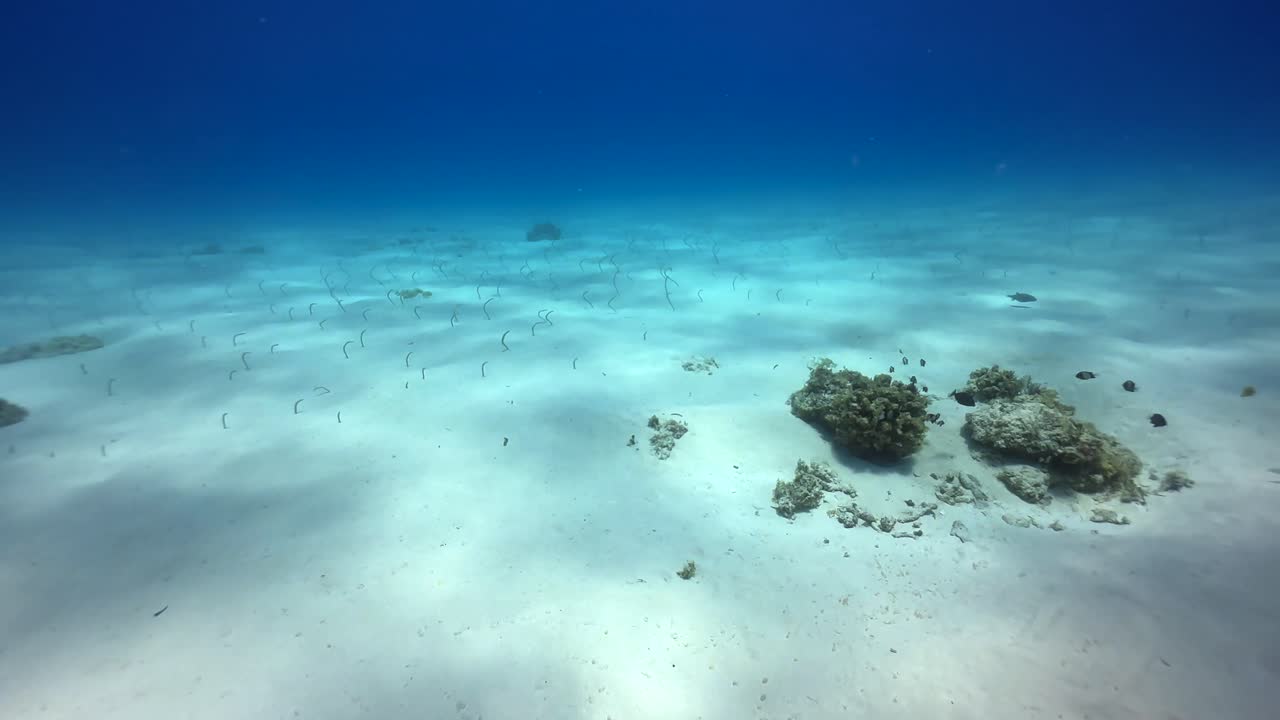 Garden eels on the ocean floor in Zanzibar, Tanzania.