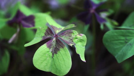 close-up four-leaf clover with a damaged leaf