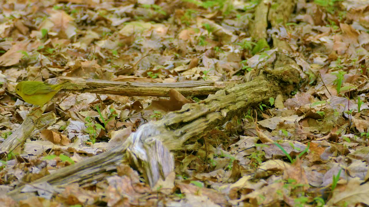 A female yellow warbler collects material to build a nest. Static shot.
