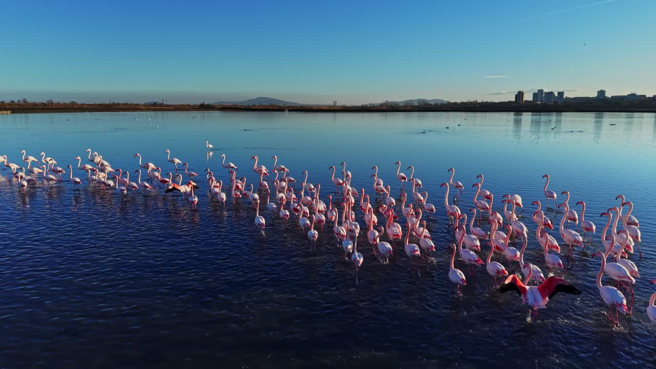 Flamingos stand in water at a lagoon during the day under a blue sky