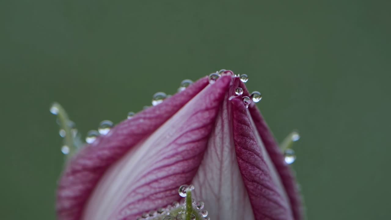 gotas de rocío en una flor en ciernes