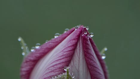 dew drops on a budding flower