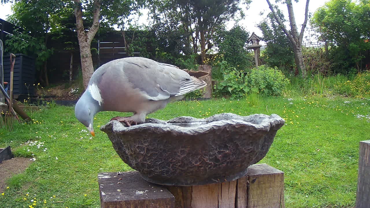 Uccello che beve in un beveratoio per uccelli in un giardino del Regno Unito