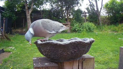bird drinking in a bird bath in uk garden