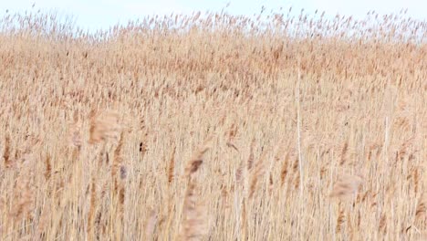 reed bed in the country side 4k