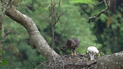 a javan hawk eagle is guiding its young above the nest