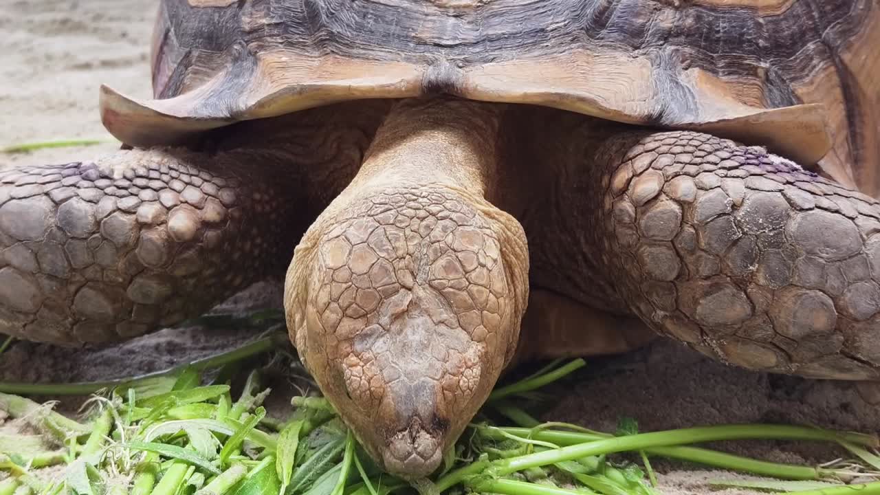 tortuga gigante comiendo hierba.