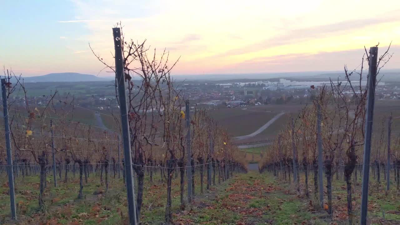 caminando a lo largo de filas de vid en franconia alemana durante la puesta de sol en el tiempo de otoño